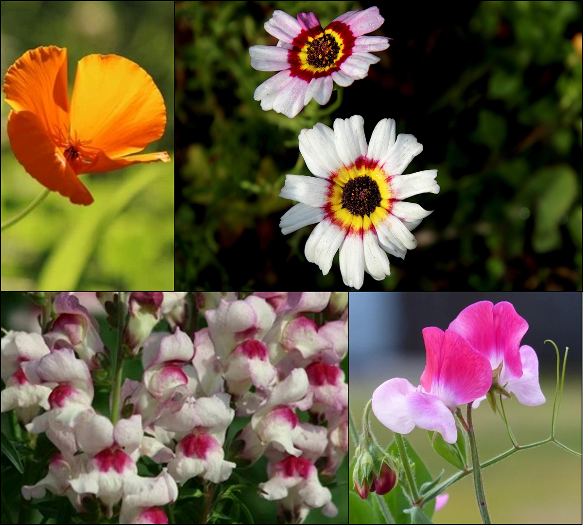 Four Flowery Newcomers