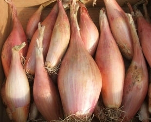 picture of Shallot Zebrune