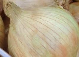 picture of Onion Globo