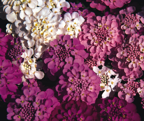 picture of Candytuft Crown Mix