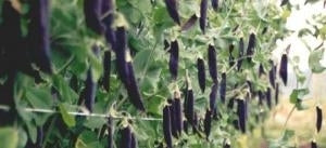 picture of Pea Ezeta’s Krombek Blauwschokker (mangetout) naturally nurtured seed