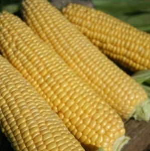 picture of Sweet Corn Swift F1