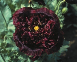picture of Papaver Black Peony