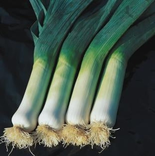 picture of Leek Hannibal naturally nurtured seed
