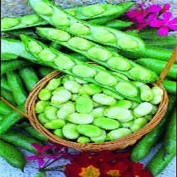 picture of Broad Bean Masterpiece Longpod