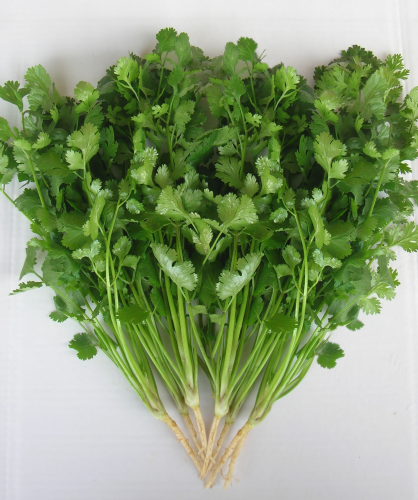 picture of Coriander, Green Aroma