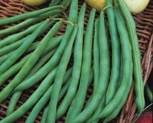 picture of Dwarf French Bean Tendergreen