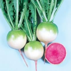 picture of Radish Watermelon