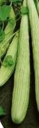 picture of Cucumber Armenian Yard Long