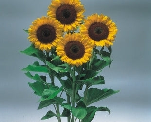 picture of Helianthus Music Box Mixed