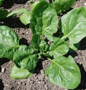 picture of Spinach Renegade F1 naturally nurtured seed