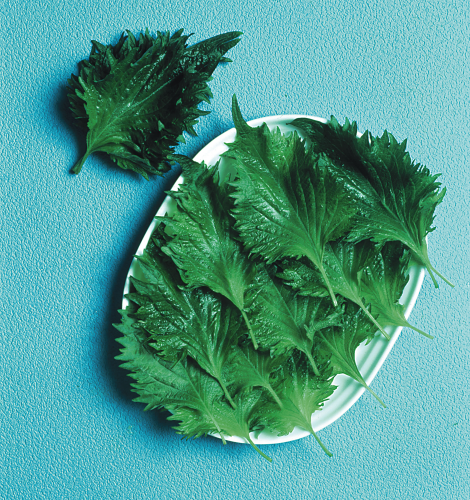 picture of Perilla, Green (Shiso)