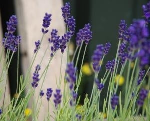 picture of Lavender, Vera