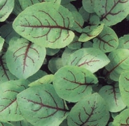 picture of Sorrel, Red Veined