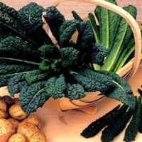 picture of Kale Black Tuscany (Nero de Toscano)