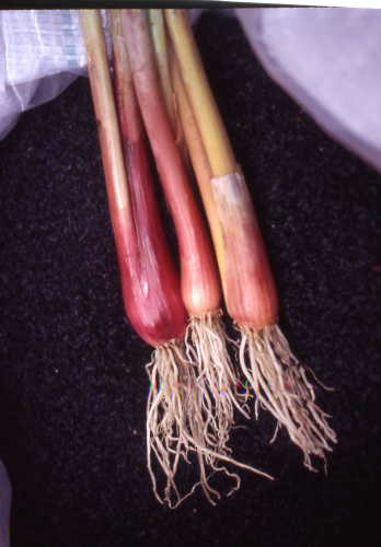 picture of Welsh Onion, Red