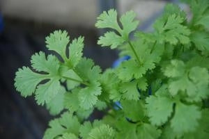 picture of Coriander, Filtro naturally nurtured seed