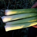 picture of Leek Tornado