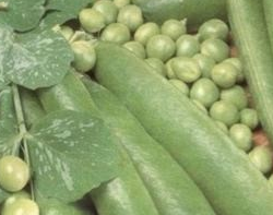 picture of Pea Alderman (maincrop)