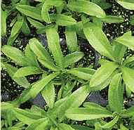 picture of Tarragon, Mexican