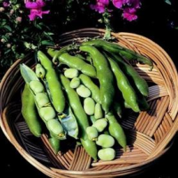 picture of Broad Bean Sutton Dwarf