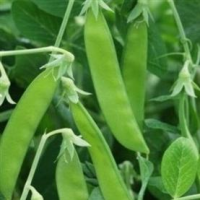 picture of Pea Norli (mangetout) naturally nurtured seed