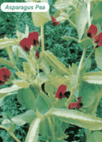 picture of Asparagus Pea