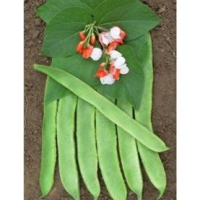 picture of Runner Bean Painted Lady