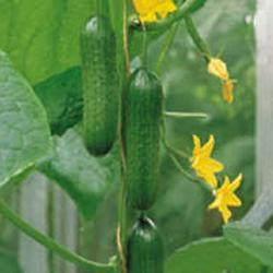 picture of Cucumber Passandra F1 naturally nurtured seed