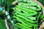 picture of Broad Bean Bunyards Exhibition