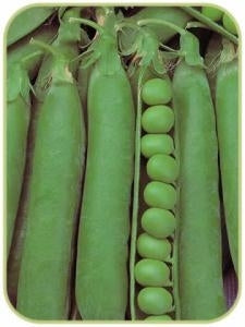 picture of Pea Rondo (maincrop)