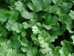 picture of Coriander, Calypso