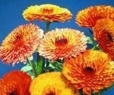 picture of Calendula Touch of Red