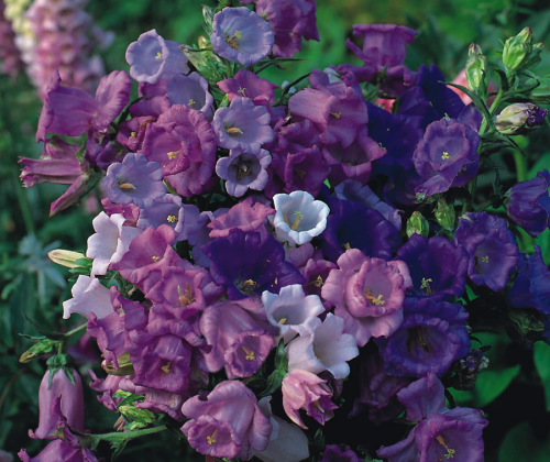 picture of Canterbury Bells (mixed)
