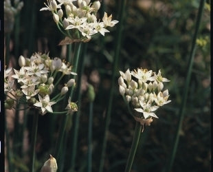 picture of Chives, Garlic