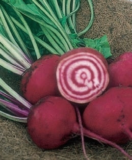 picture of Beetroot Barbietola Di Chioggia