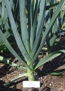 picture of Leek Bandit naturally nurtured seed