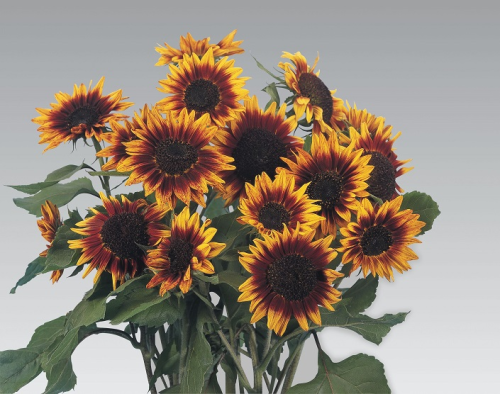 picture of Helianthus Ring Of Fire