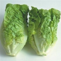 picture of Lettuce Little Gem (Cos)