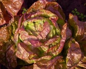 picture of Lettuce Roxy (butterhead) naturally nurtured seed