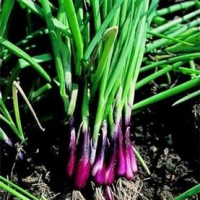 picture of Onion North Holland Blood Red Red Mate