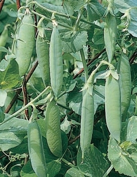 picture of Pea Kelvedon Wonder (2nd early)