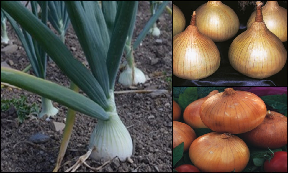 August Onions