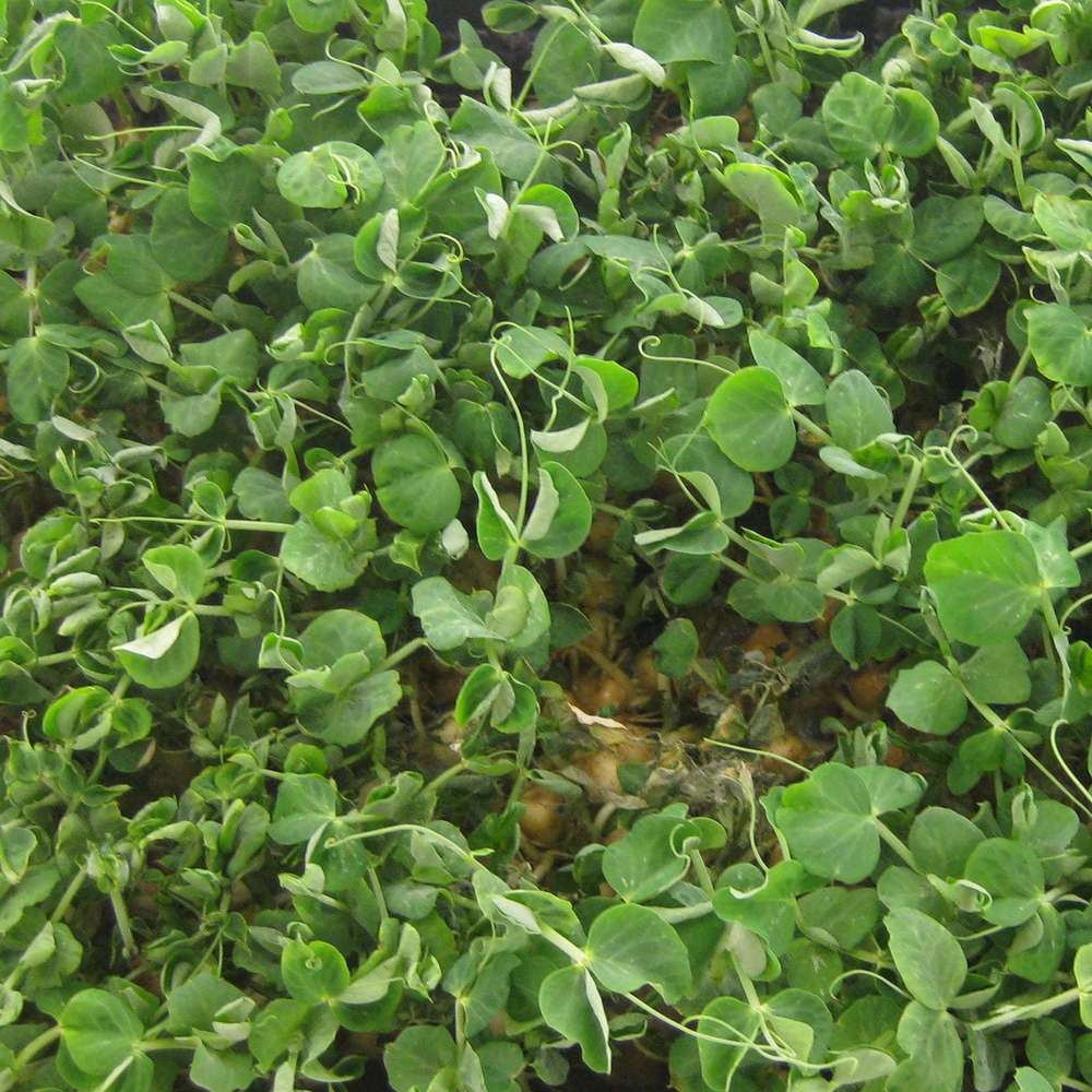 picture of Serge: for pea shoots (baby leaf)