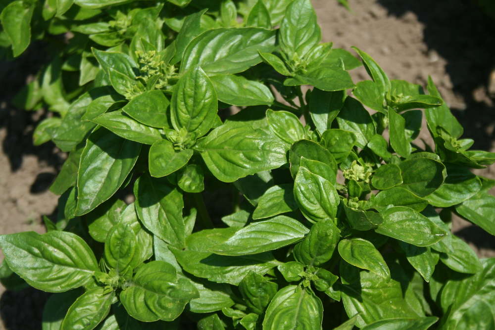 picture of Basil, British