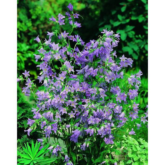 Campanula Trachelium Nettle Leaved Bellflower