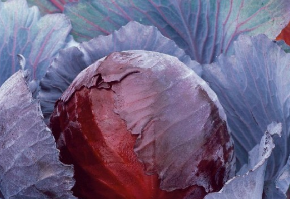 Cabbage Red Express