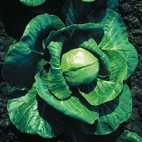 picture of Cabbage Elisa F1