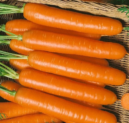 Carrot Little Fingers