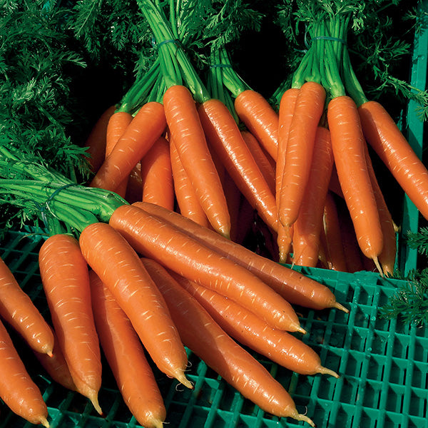 Carrot Sylvano F1